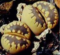 desert-tropicals.com Lithops