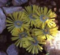 plantzafrica.com Lithops