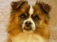 hundshuus.de Litio