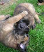 pc-follo.com Litmann