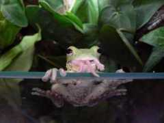 reptarium.cz Litoria
