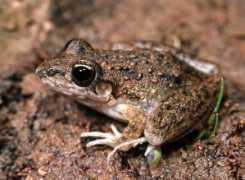 ryanphotographic.com Litoria