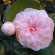 rhododendrons.com Litou