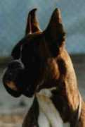 casperboxer.com Liubisa