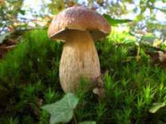 rogersmushrooms.com Liubomyr