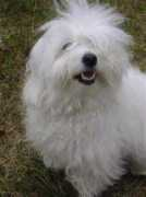 coton.tulear.free.fr Livanne