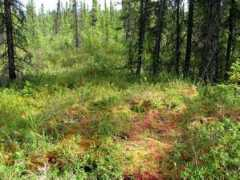 permafrost.gi.alaska.edu Livengood