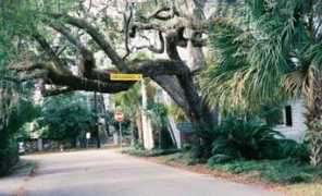 kathrynwall.com Liveoak