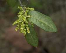 biosurvey.ou.edu Liveoak