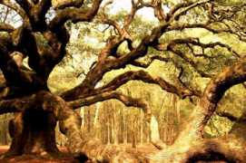 mgonline.com Liveoak