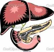 Liver