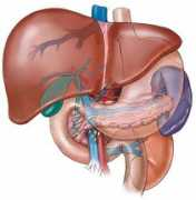 Liver