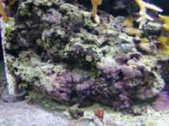 tropicalfishcentre.co.uk Livero