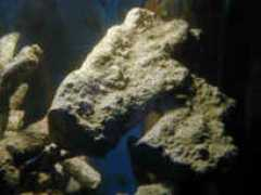 tropicalfishcentre.co.uk Livero