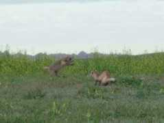 smallanimalchannel.com Livieri