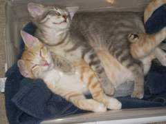 bloggingtips.com Livinglife