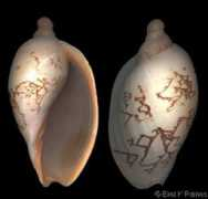 gastropods.com Livonia