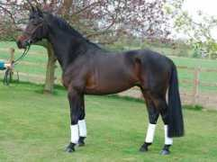 holmetrakehners.com Livonne