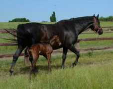 holmetrakehners.com Livonne