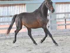 holmetrakehners.com Livonne