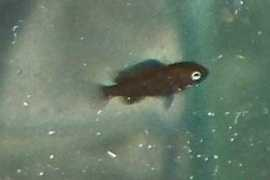 cichlids.com Liwani