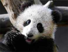 pandasinternational.org Liwu
