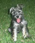 gotpetsonline.com Lizandra