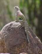 wingsinflight.com Lizarda