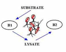 web.bf.uni-lj.si Lizat