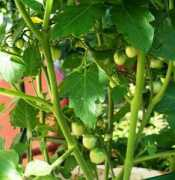 vegetablegardener.com Lizzano