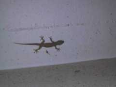 punshon.ca Lizzard