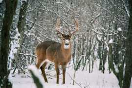fieldandforest.com Ljan