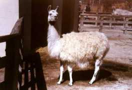 Llama