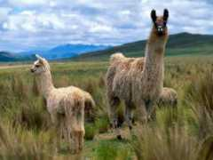 Llamas