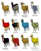 Llamas