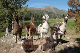 Llamas