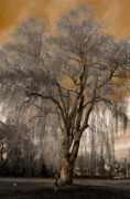 fotoblur.com Llamera
