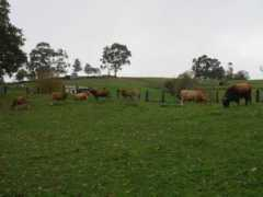 deasturias.com Llames
