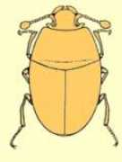 entomologia.rediris.es Llanet
