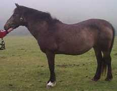 welshcobs.info Llanina