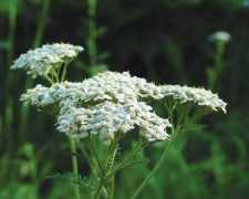 flowersociety.org Llera