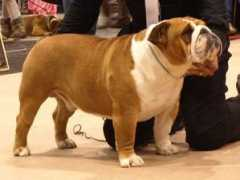 bulldogpedigree.com Llimon