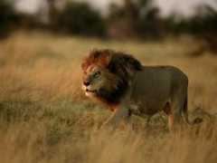 animals.nationalgeographic.com Llion