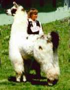 Llone