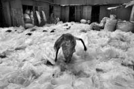 nationalgeographic.com Llouie