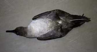 zestforbirds.co.za Lmsa