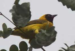 worldbirds.eu Loango