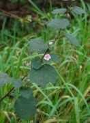 Lobata