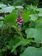 Lobata