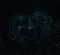 oceanexplorer.noaa.gov Lobate